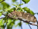 موش ها خیلی راحت از درخت بالا می‌روند