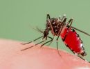 Asian-Tiger-Mosquito-biting-Spain